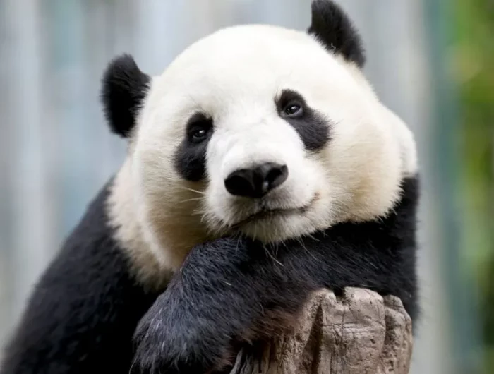 theorie des intelligences multiples panda