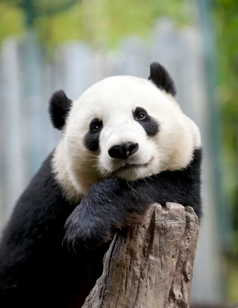 theorie des intelligences multiples panda