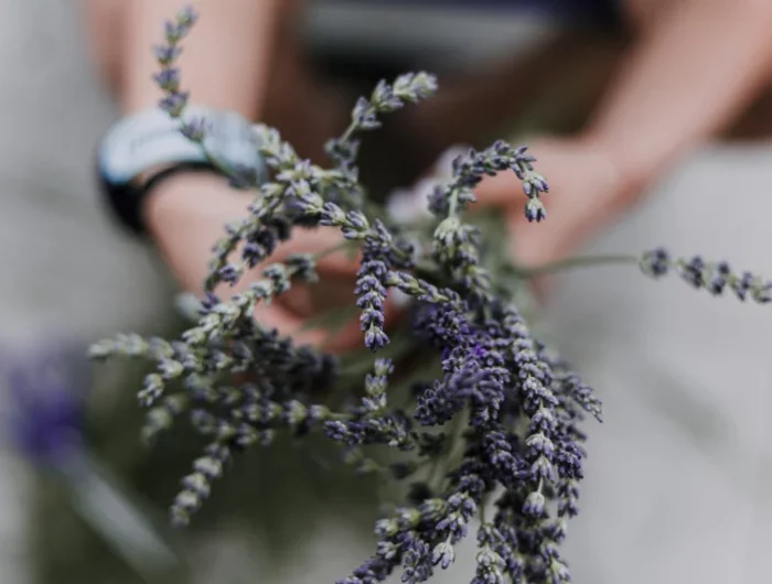tiges lavandes fleurs recolte plante aromatique coupe taille