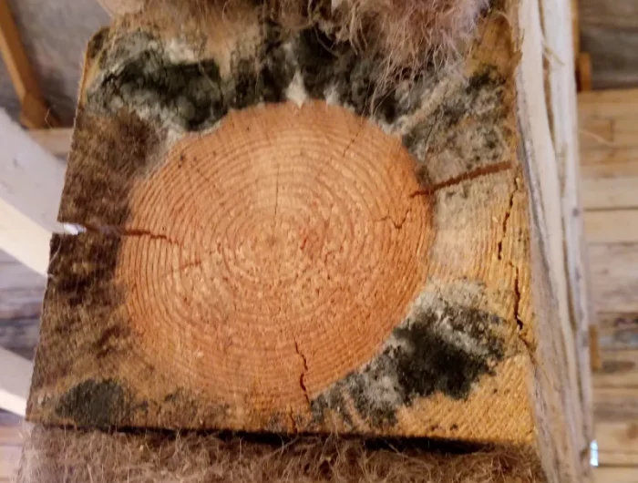 traitement anti moisissure bois bois en moisissure