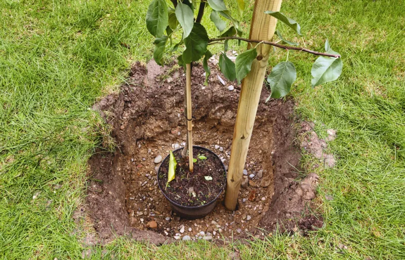 un arbre fruitier en pot qui sera plante dans un trou creuse avec un piquet