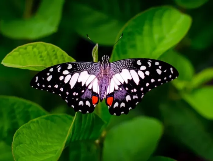 un beau papillon aux ails multicolors