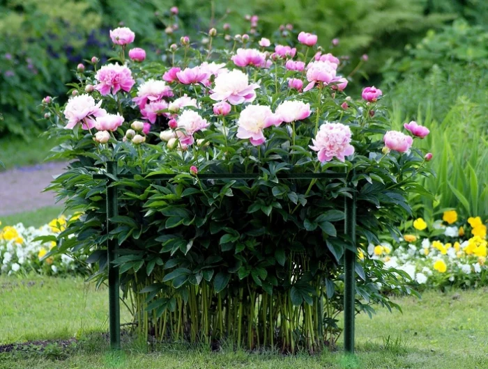 un buisson de pivoines roses