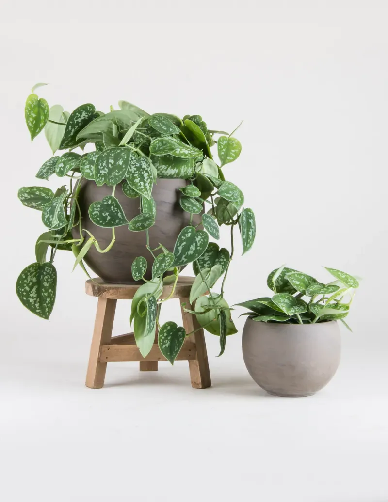 un pot avec une plante verte silver pothos pose sur un tabouret et un autre pot avec plante verte pose sur un sol et fond blancs