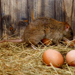 Comment éloigner les rats des poules efficacement avec nos méthodes infaillibles et sans les tuer ?