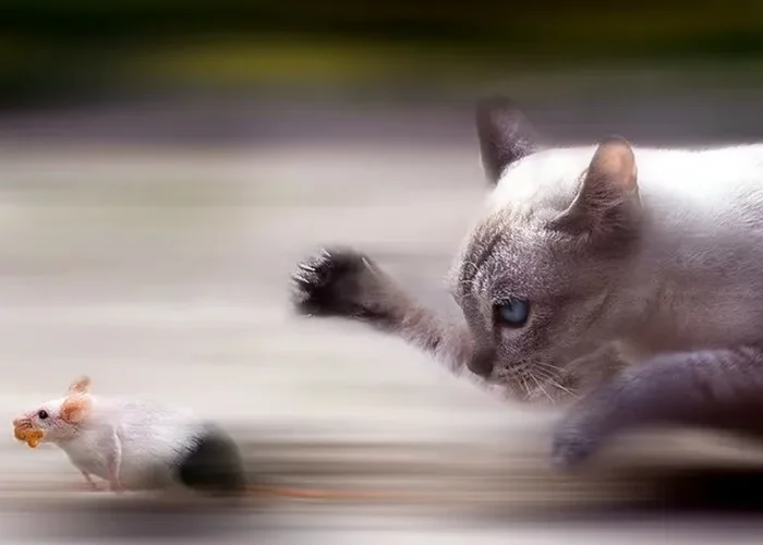 une souris qui echappe a un chat en toute vitesse