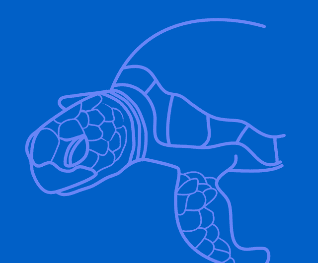 une tortue dessinee aux traits lillas sur fond bleu