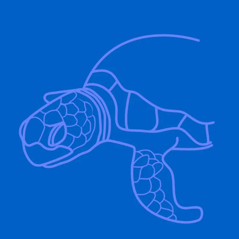 une tortue dessinee aux traits lillas sur fond bleu