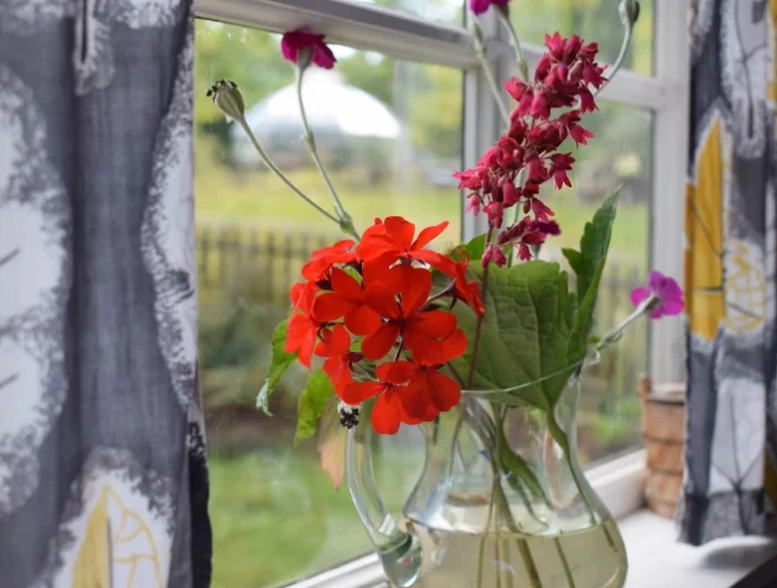 vase transparent bouturage geranium dans de l eau fleurs