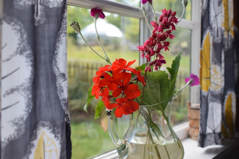 vase transparent bouturage geranium dans de l eau fleurs