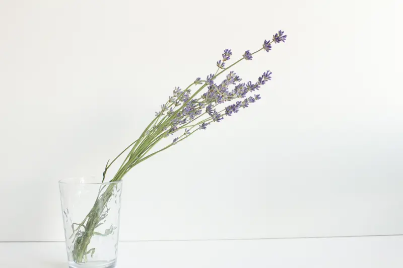 verre transparent bouquet de lavande tiges propagation