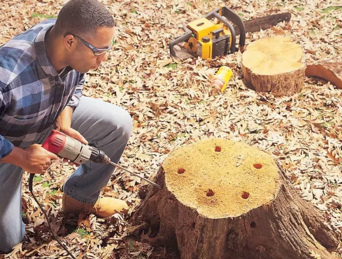voici comment enlever l ecorce d un tronc d arbre