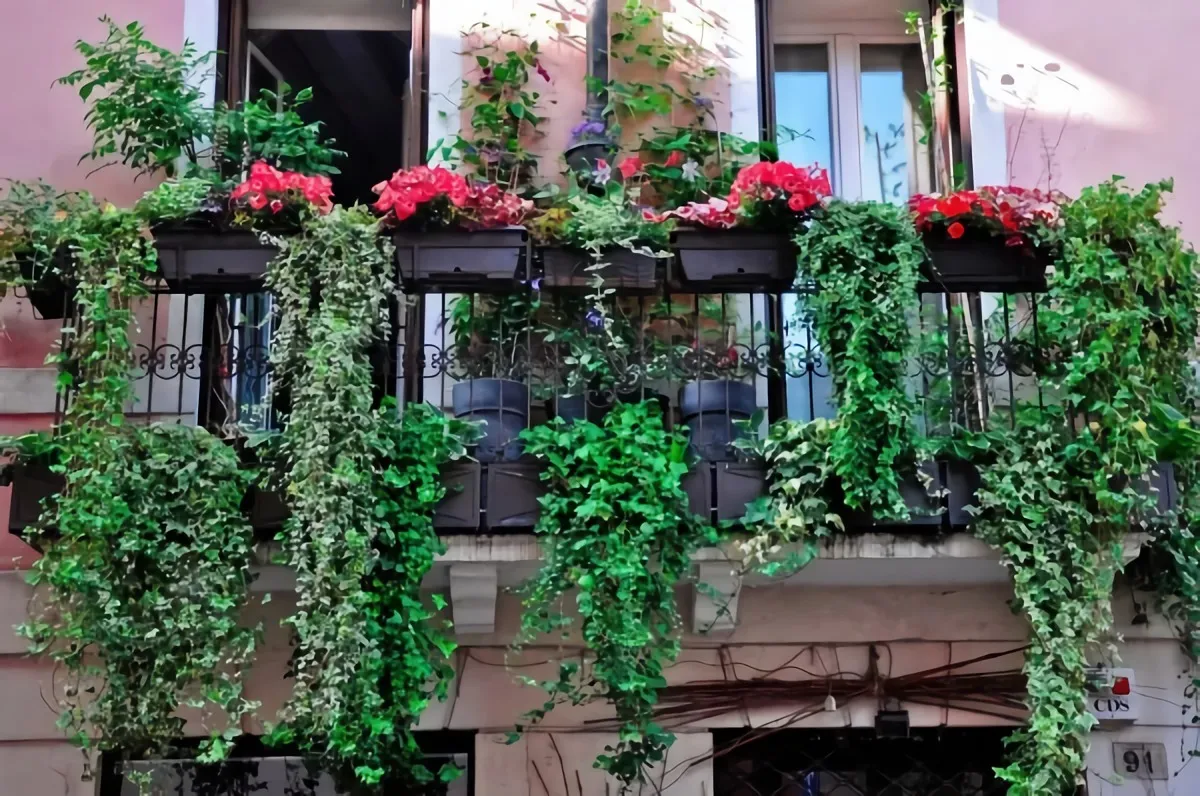 plantes résistant au froid pour un balcon verdoyant
