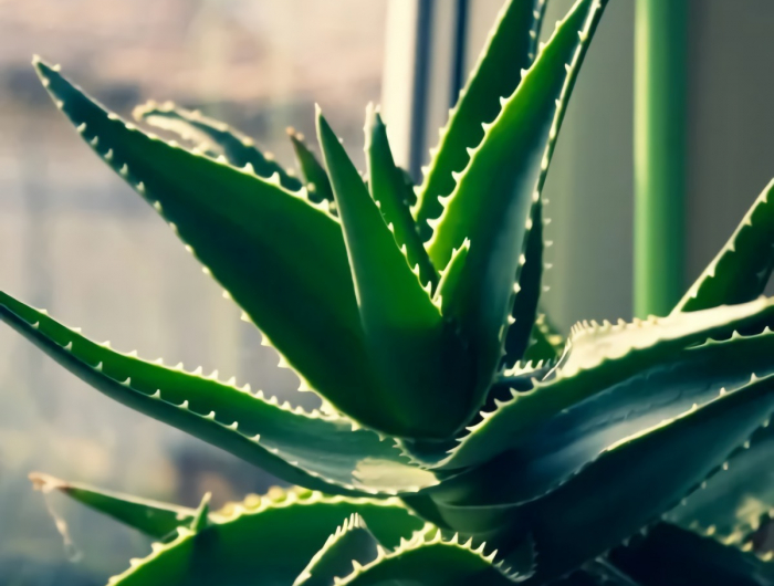 aloe vera plante résistante à la sécheresse verte exemple combattre la chaleur sécheresse du radiateur