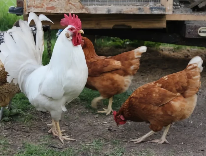 animaux domestiques plumes blanches races poules