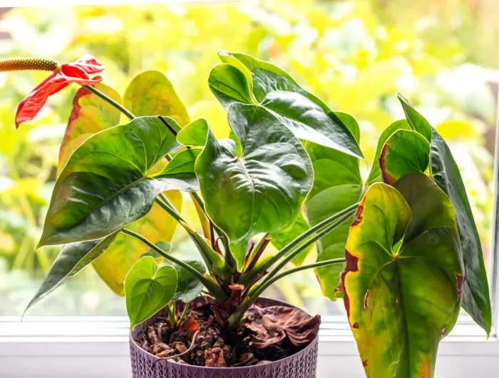 anthurium feuilles jaunes comment bien entretenir une plante d intérieur