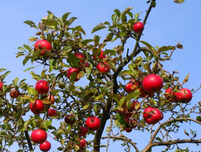 arbre de pomme traitement bouillie bordelaise