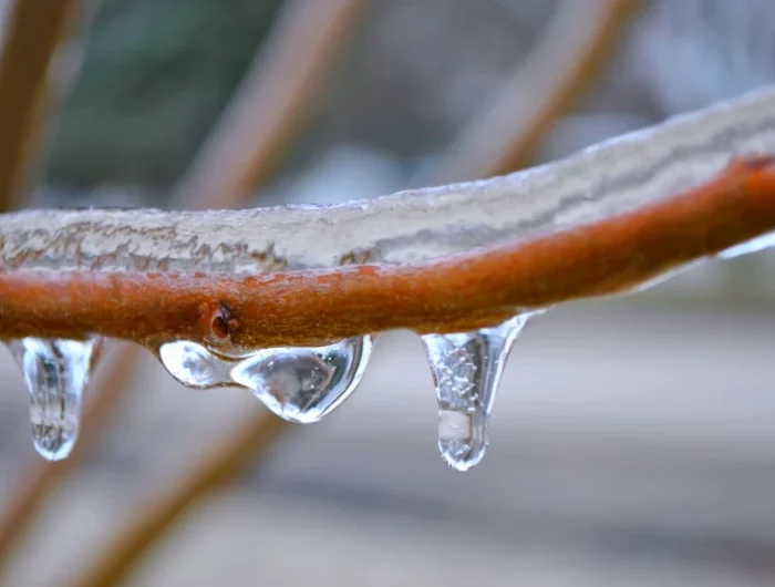 arbre fruitier branche gel protection du froid