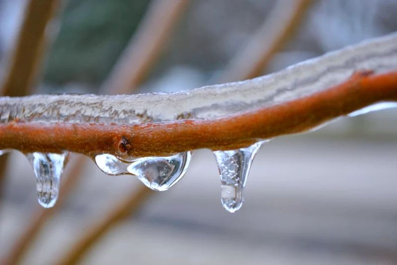 arbre fruitier branche gel protection du froid