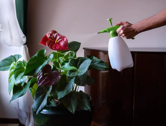 arroage anthurium plante à feuilles rouges entretien facile