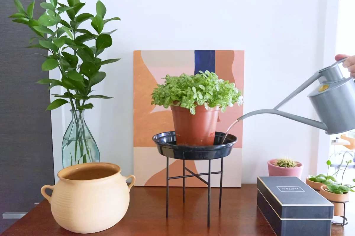 arrosage des plantes vertes d en bas appartement table