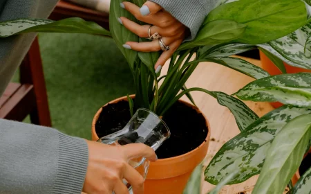 arroser les fleurs avec de l eau et de l asprine plante verte en pot arrosage