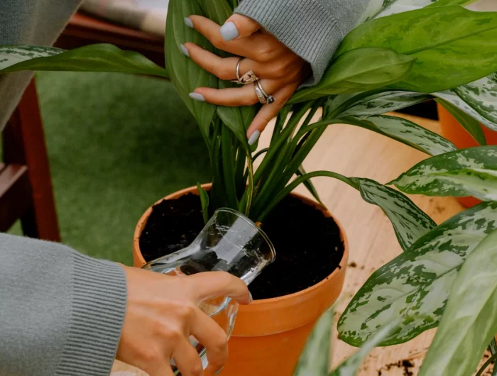 arroser les fleurs avec de l eau et de l asprine plante verte en pot arrosage