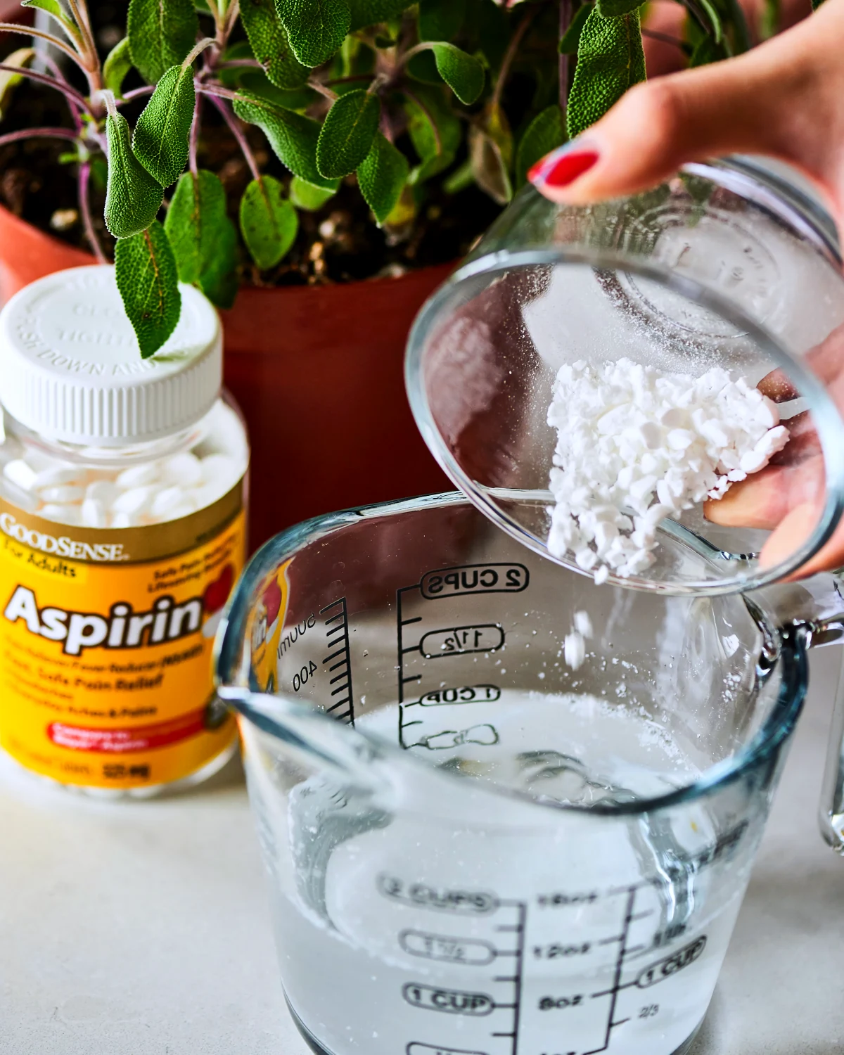 aspirine et eau pour les plantes vertes