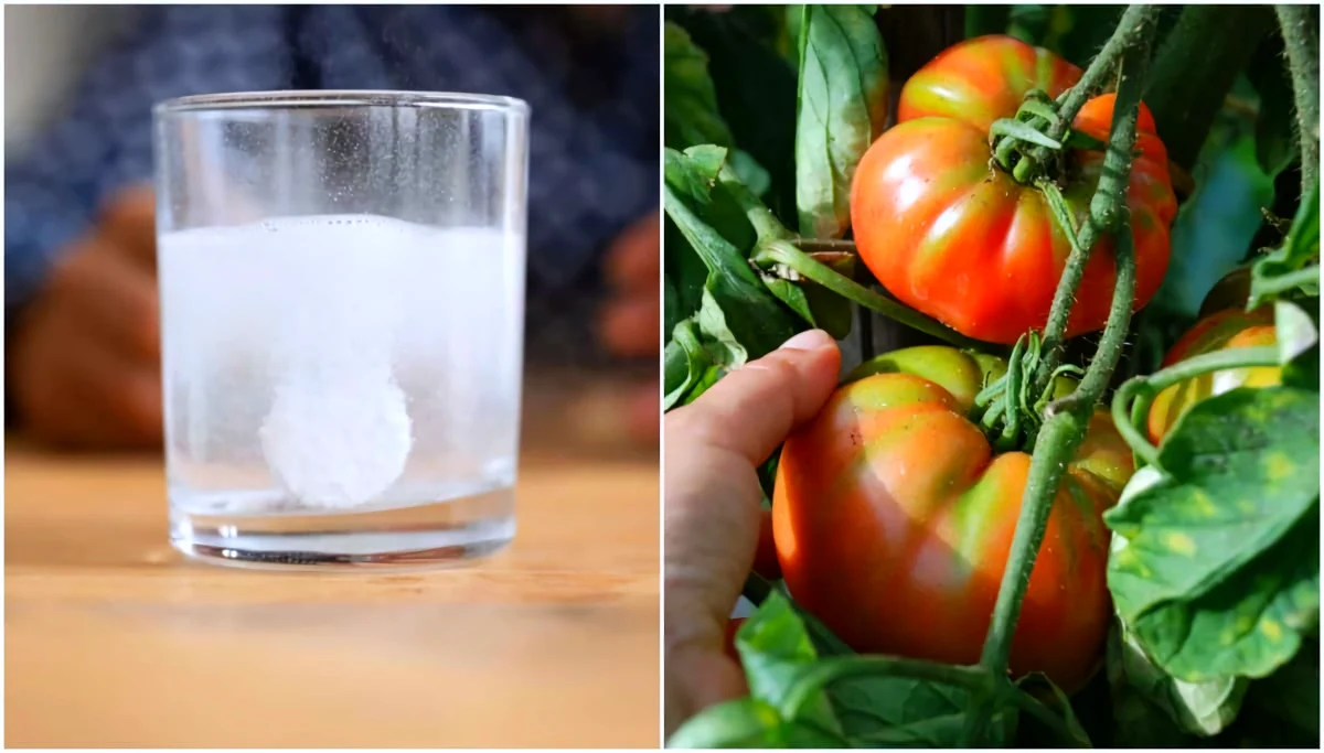 aspirine super utile pour les tomates