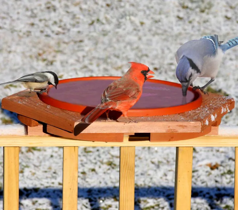 bain pour les oiseaux sauvages perche sur une cloture en bois
