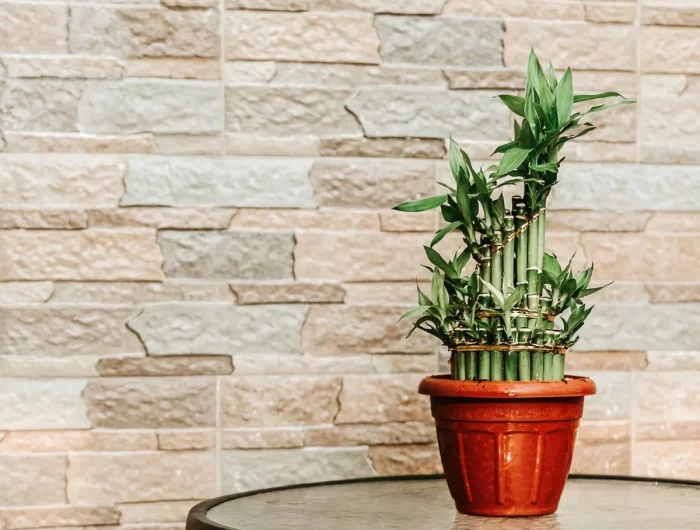 bambou de la chance exemple de plante qui n a pas besoin de lumière