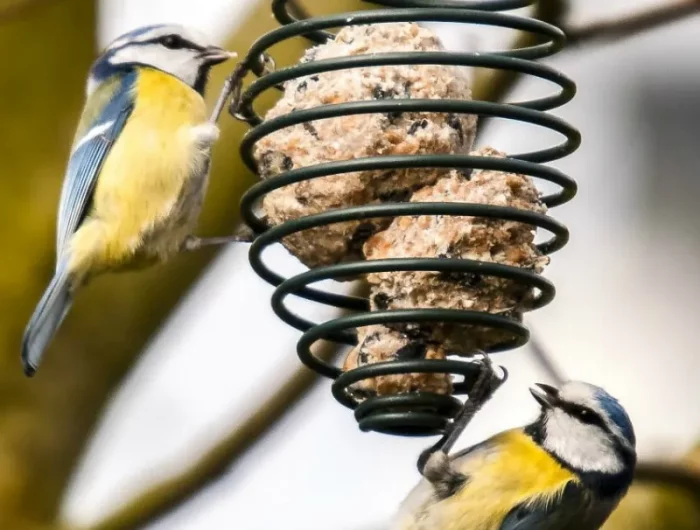 boules de graisse dans un mangeoire en metal et deux oiseaux qui mangent
