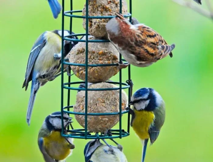 boules de graisse et de graines dans une mangeoire de type cage cylindrique avec des oiseaux perches dessus