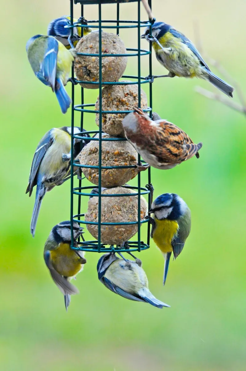 boules de graisse et de graines dans une mangeoire de type cage cylindrique avec des oiseaux perches dessus