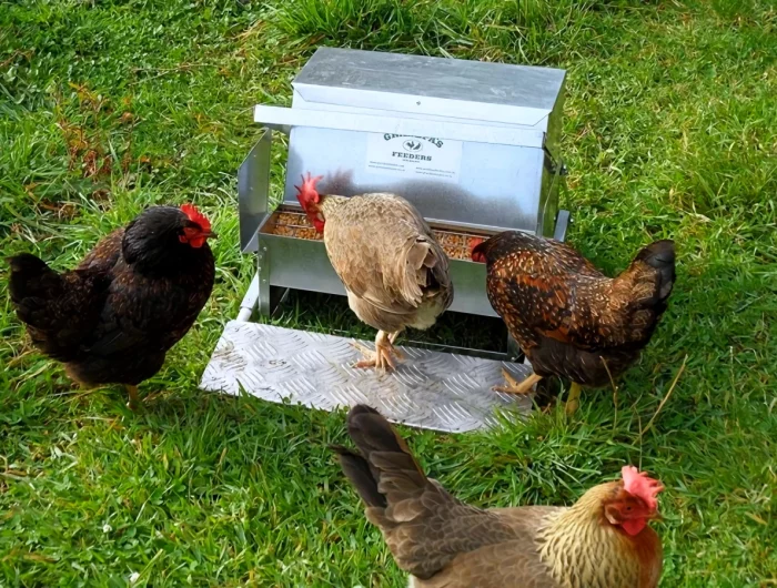 cacher la nourriture des poules des rats dans le poulailler