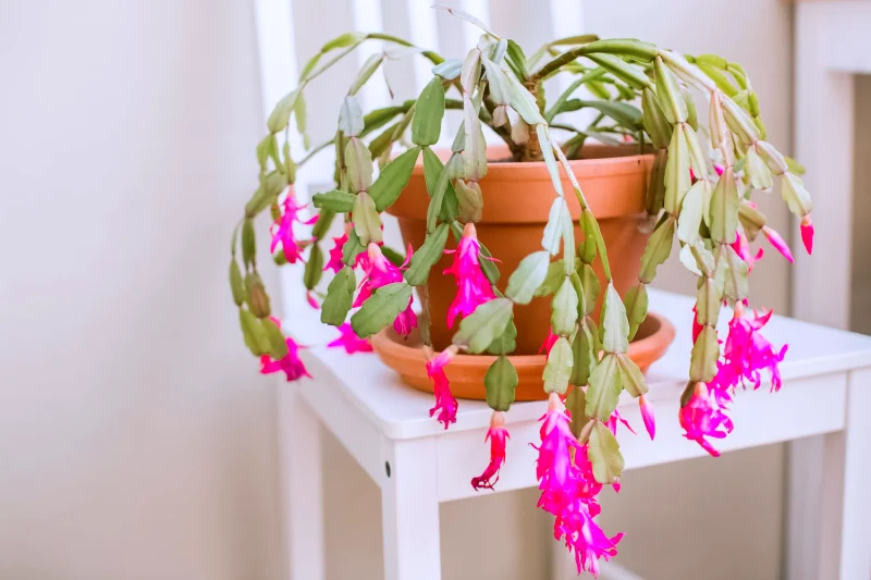 cactus de noel au soleil chaise balnche fleurs roses
