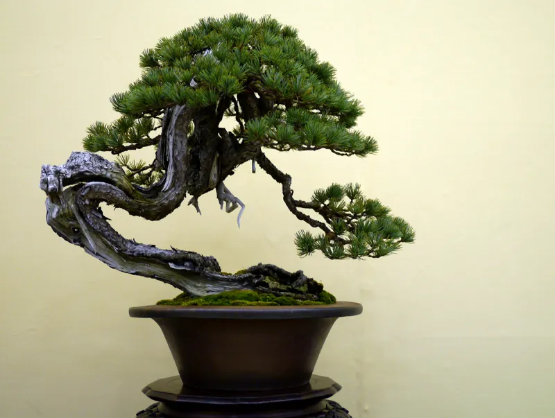 cadeau noel jardin bonsai