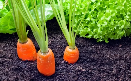 carottes dans un sol ideal a cote des salades vertes