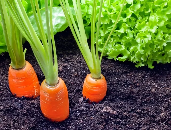 carottes dans un sol ideal a cote des salades vertes