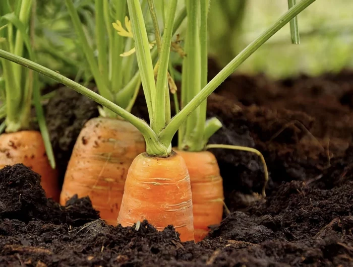 carottes dans un sol parfaitement entretenu