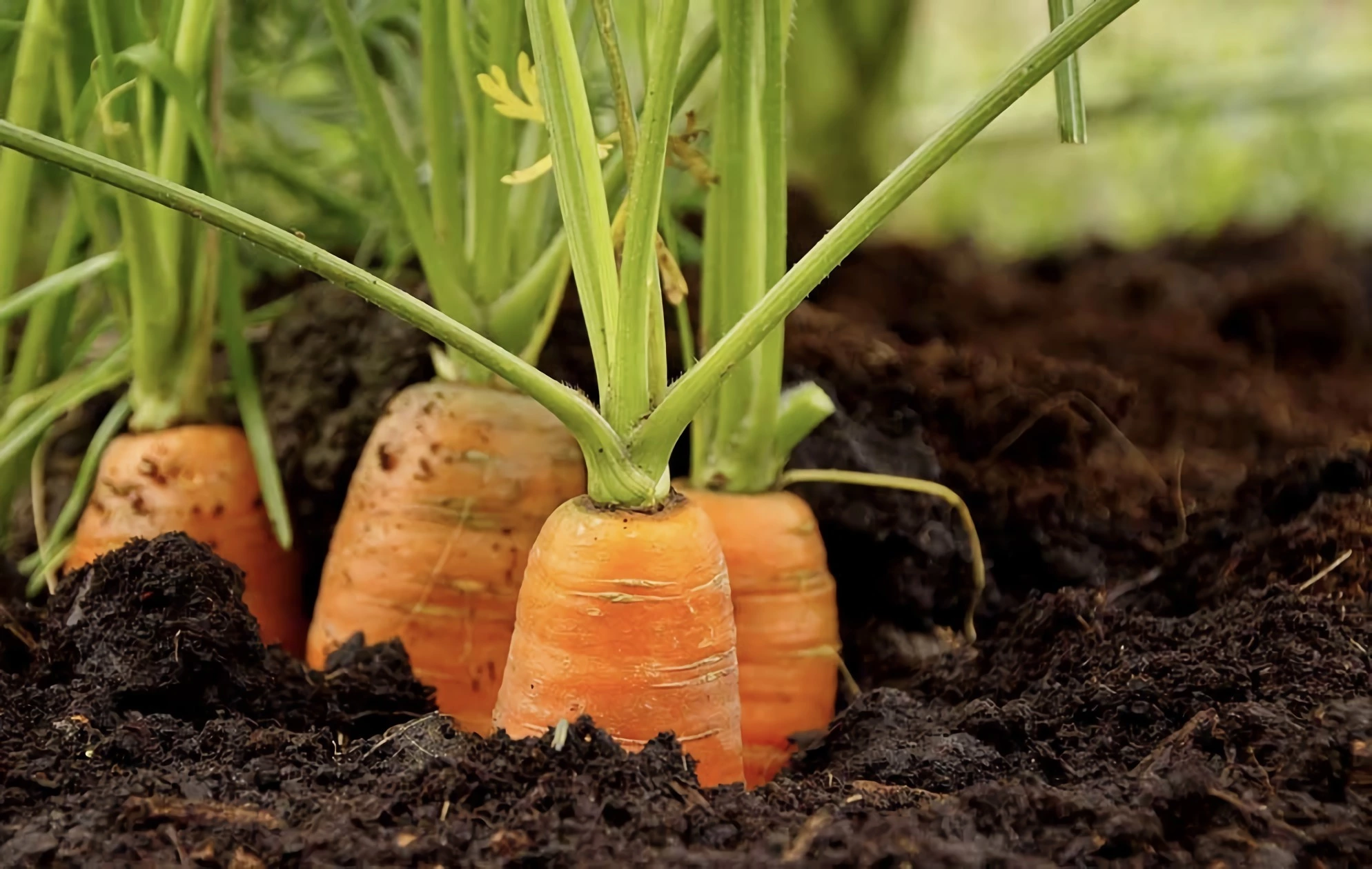 carottes dans un sol parfaitement entretenu