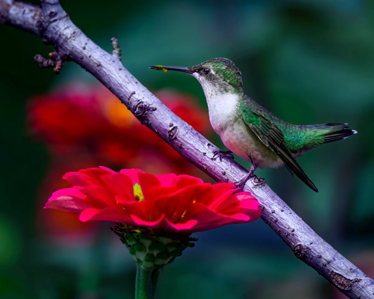 colibri sur une branche fleur rouge
