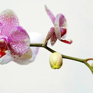 Combien de temps pour qu'une orchidée refleurisse ? Le guide détaillé !