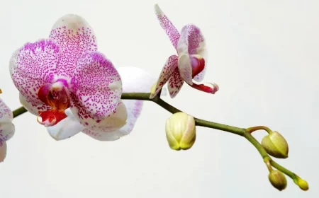 combien de temps pour qu une orchidee refleurisse