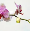 combien de temps pour qu une orchidee refleurisse