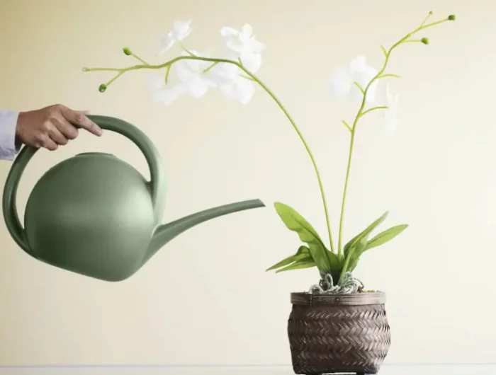 comment arroser une orchidee en pleine floraison
