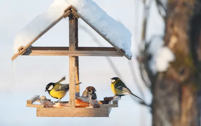 comment attirer les oiseaux sauvages sur une mangeoire