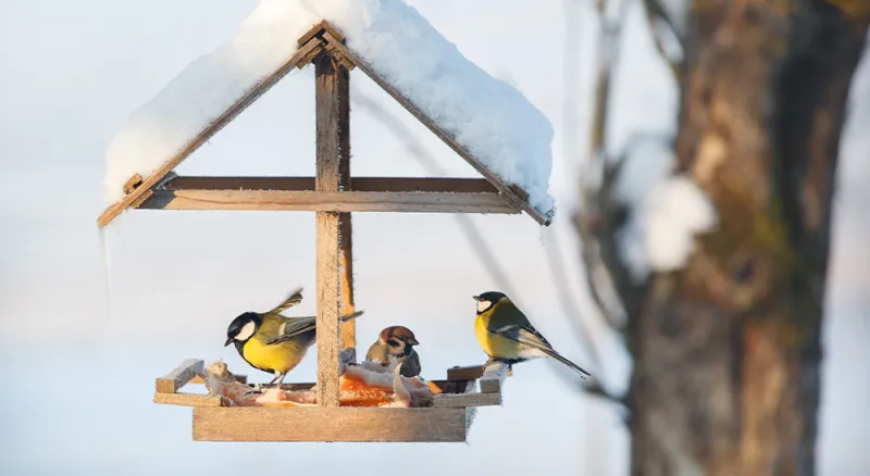 comment attirer les oiseaux sauvages sur une mangeoire