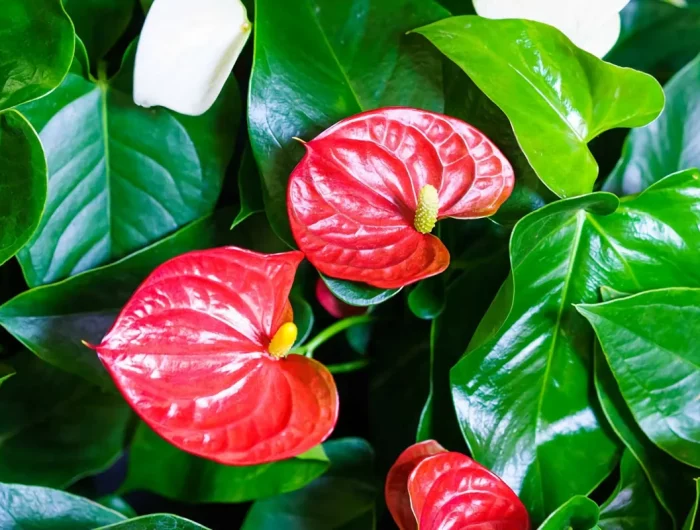 comment avoir un anthurium bien fleuri annee apres annee