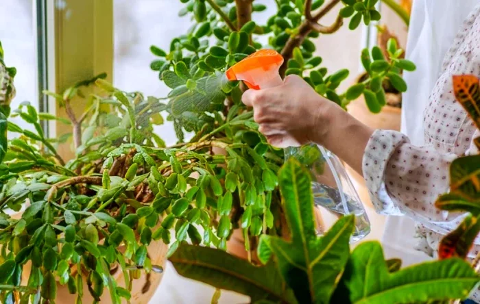 comment bien arroser le cactus de noel